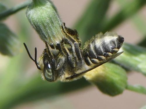 Réf. 239 133 : Megachile argentata